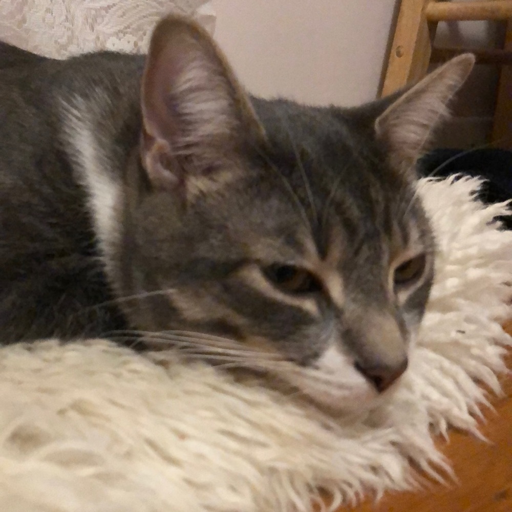 Meet your Posher, Ava